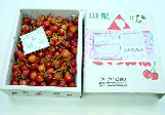 Cherry｜Freshness Retention Agent SAN-AI ETHYLENE CONTROL