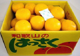 Citrus hassaku｜Freshness Retention Agent SAN-AI ETHYLENE CONTROL