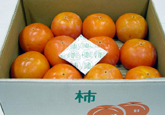 Persimmon｜Freshness Retention Agent SAN-AI ETHYLENE CONTROL