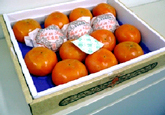 Persimmon｜Freshness Retention Agent SAN-AI ETHYLENE CONTROL