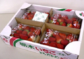 Strawberry｜Freshness Retention Agent SAN-AI ETHYLENE CONTROL